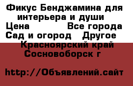 Фикус Бенджамина для интерьера и души › Цена ­ 2 900 - Все города Сад и огород » Другое   . Красноярский край,Сосновоборск г.